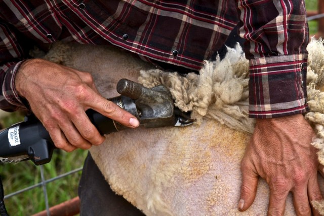 Priests of the Land31