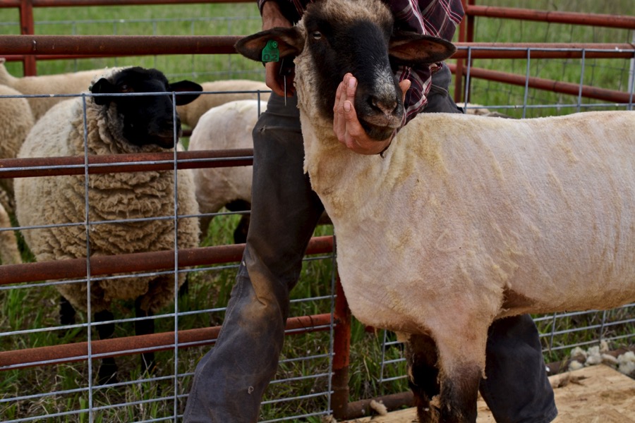 Priests of the Land35