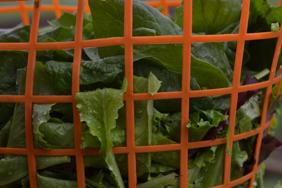 Priests of the Land36