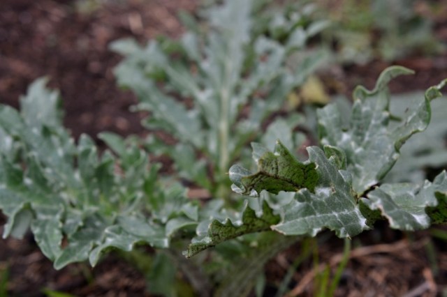 Priests of the Land37