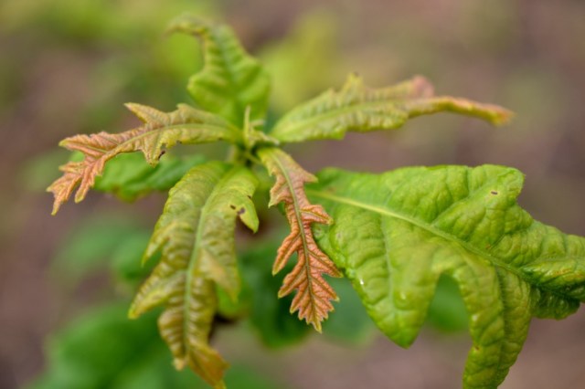 Priests of the Land40