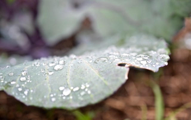 Priests of the Land45