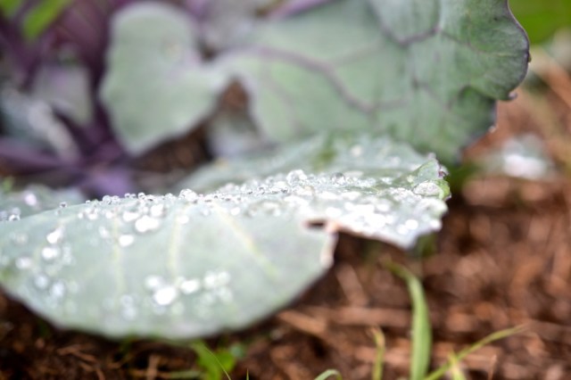 Priests of the Land46