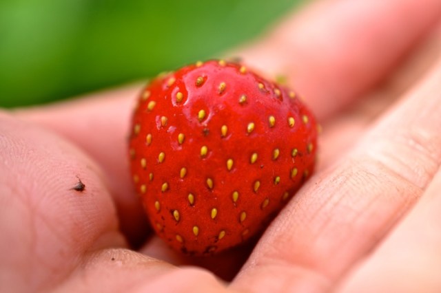 Priests of the Land47