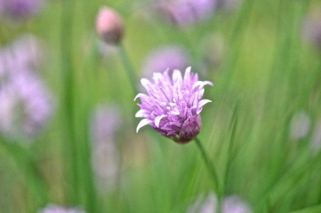 Priests of the Land48