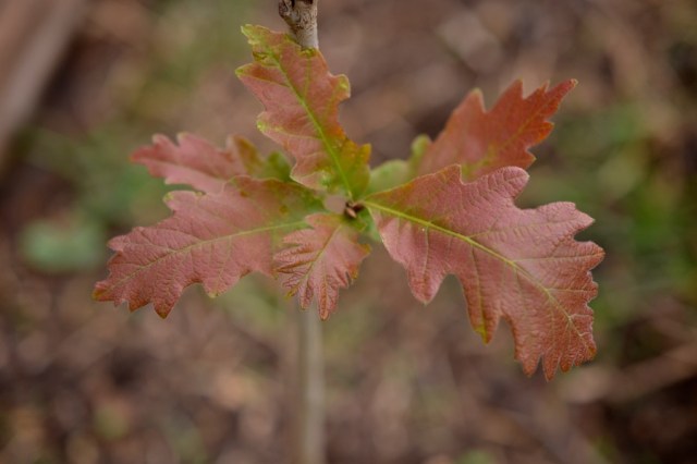 Priests of the Land49