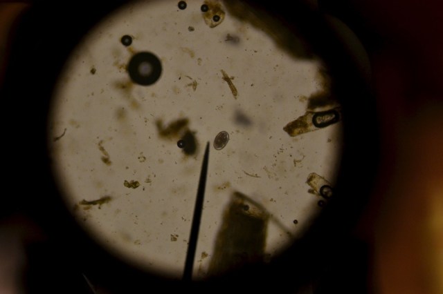 holy, the lesser saints02