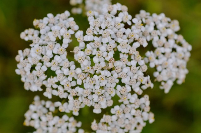 holy, the lesser saints05