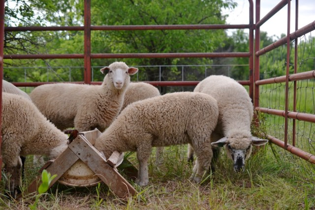 holy, the lesser saints06