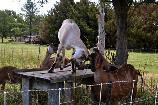 holy, the lesser saints24