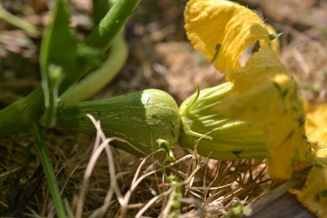 holy, the lesser saints29