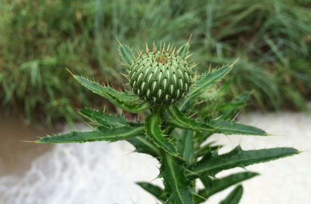 holy, the lesser saints33