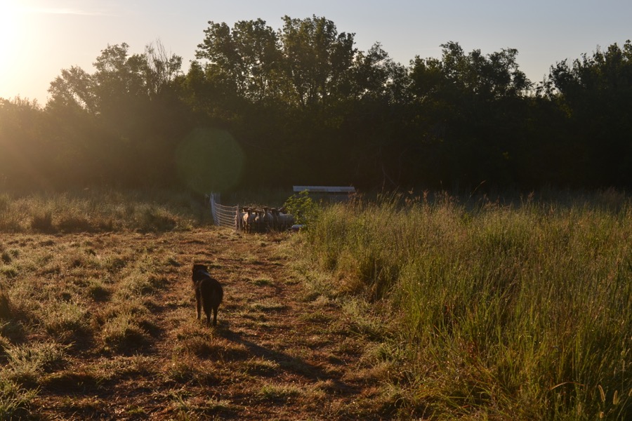 holy, the lesser saints35