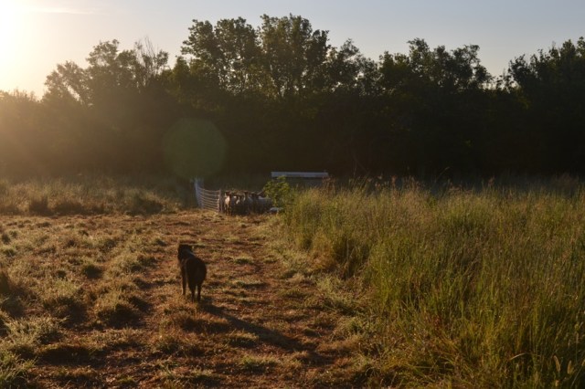 holy, the lesser saints35