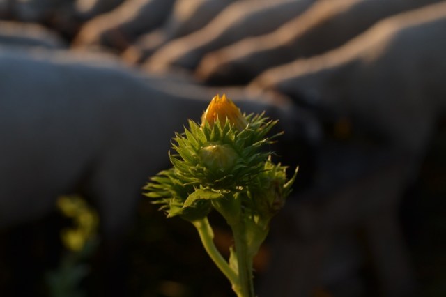 holy, the lesser saints40