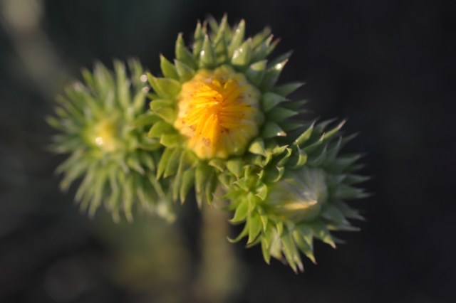 holy, the lesser saints41