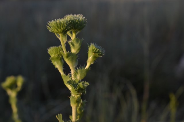 holy, the lesser saints43