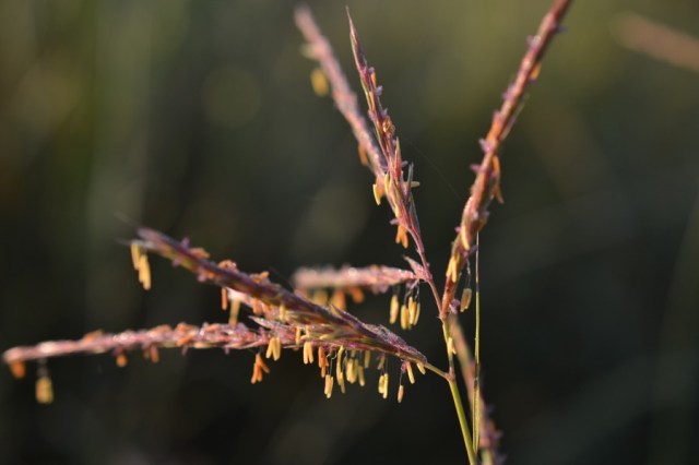 holy, the lesser saints44