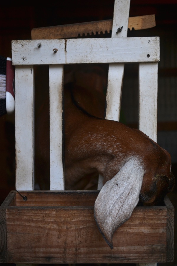 holy, the lesser saints45