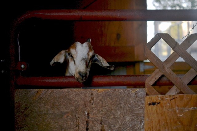 holy, the lesser saints47