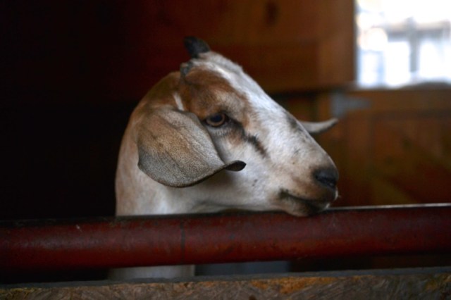 holy, the lesser saints48