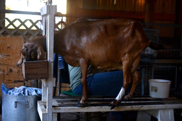 holy, the lesser saints49