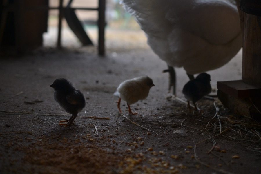 husbandry in harvest05