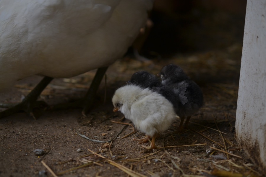 husbandry in harvest06