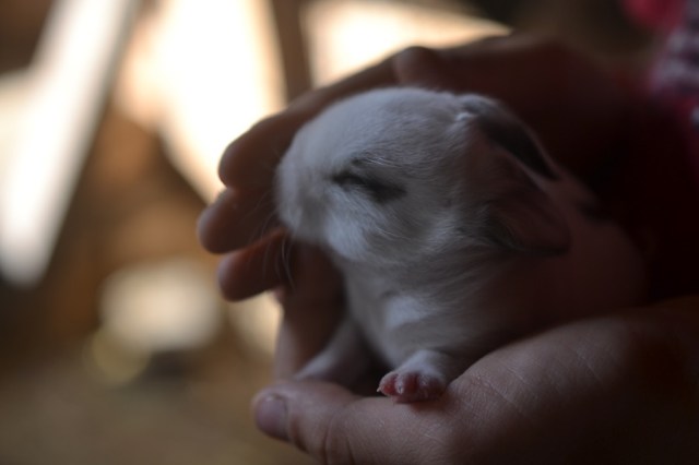 husbandry in harvest08