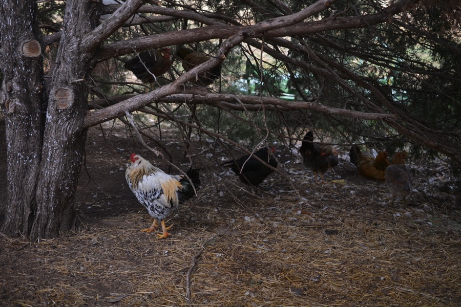 husbandry in harvest09