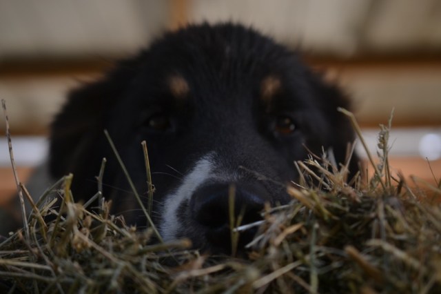 husbandry in harvest10