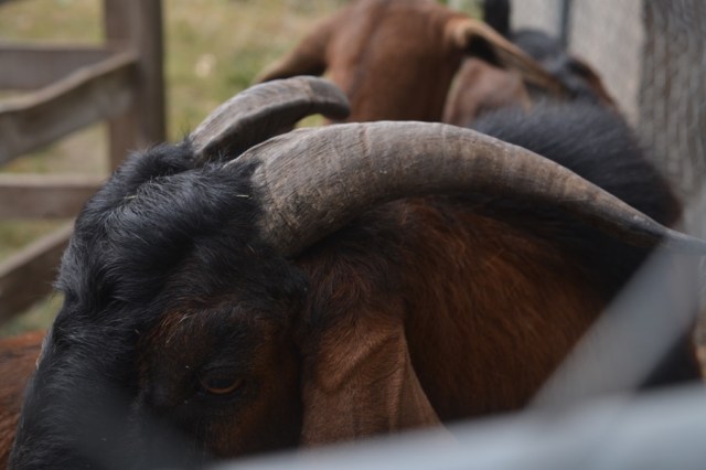 husbandry in harvest18