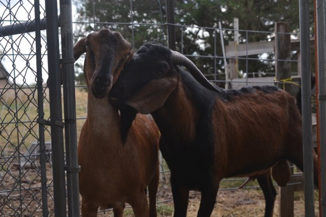 husbandry in harvest19