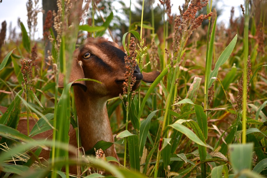 husbandry in harvest26