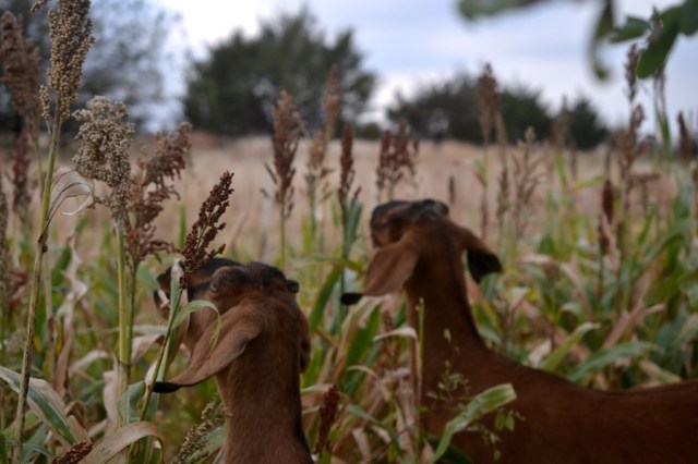 husbandry in harvest28