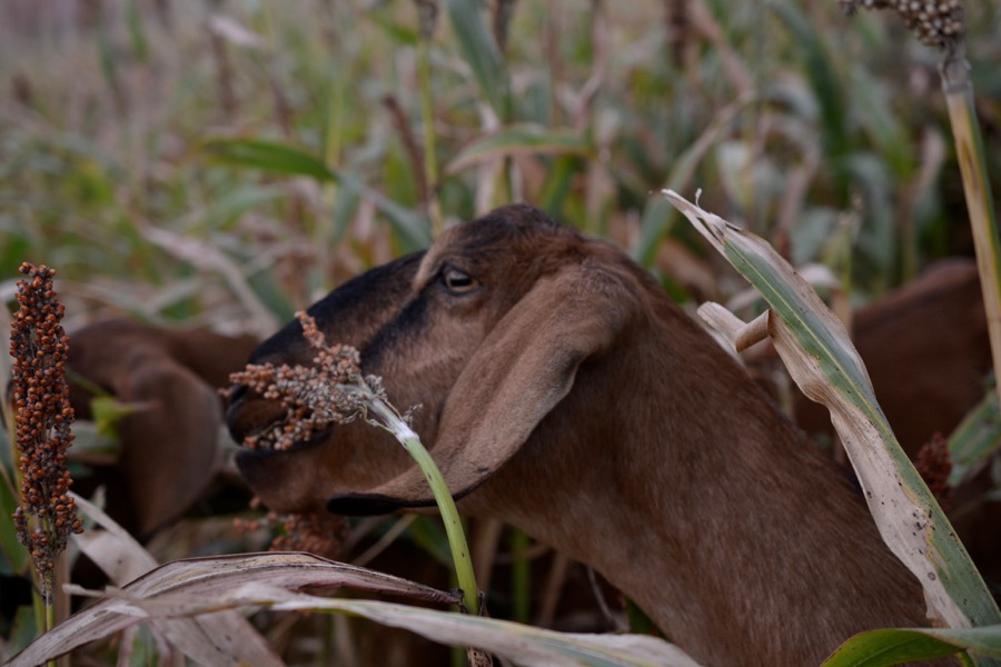 husbandry in harvest29