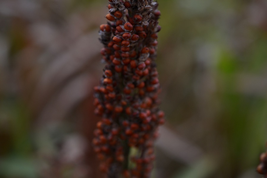 husbandry in harvest30