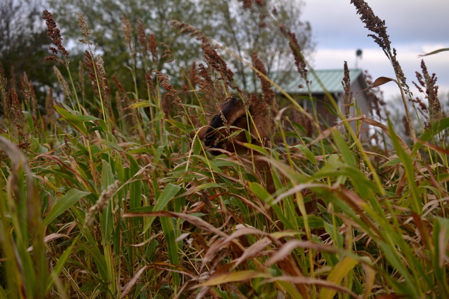 husbandry in harvest33