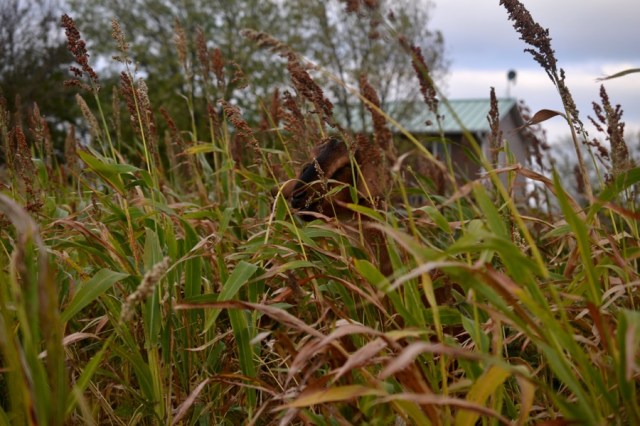 husbandry in harvest33