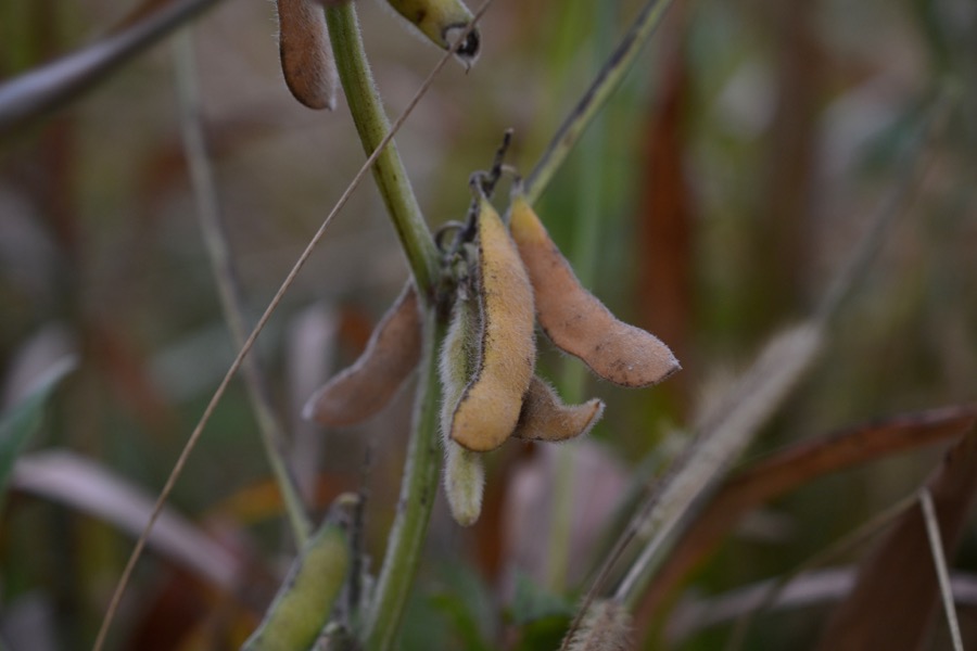 husbandry in harvest35