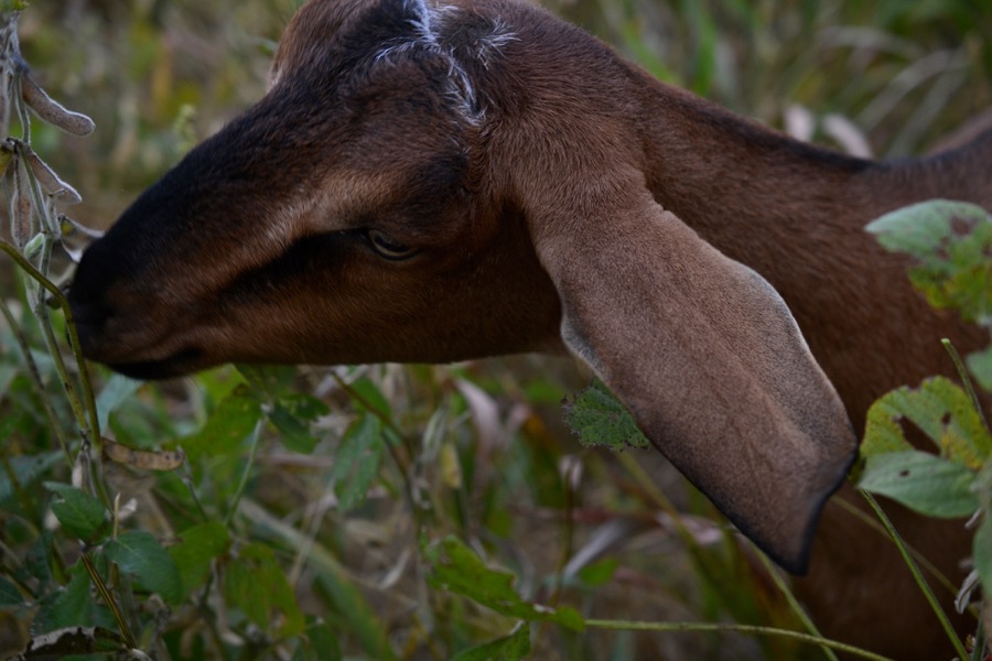 husbandry in harvest36