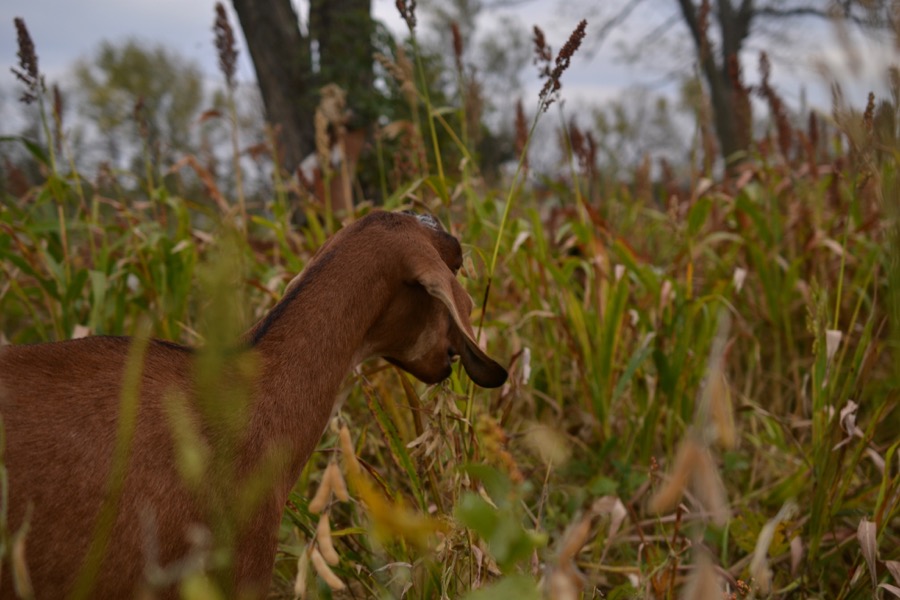 husbandry in harvest37