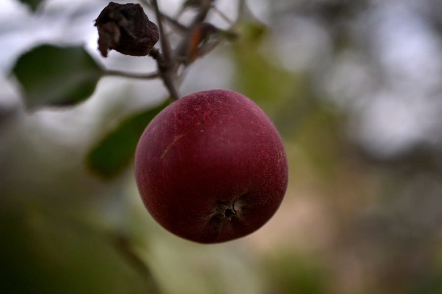 husbandry in harvest38