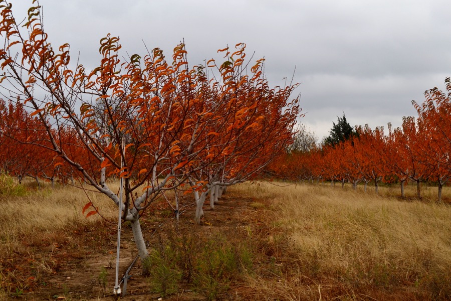 husbandry in harvest39
