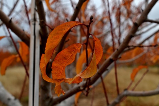 husbandry in harvest40
