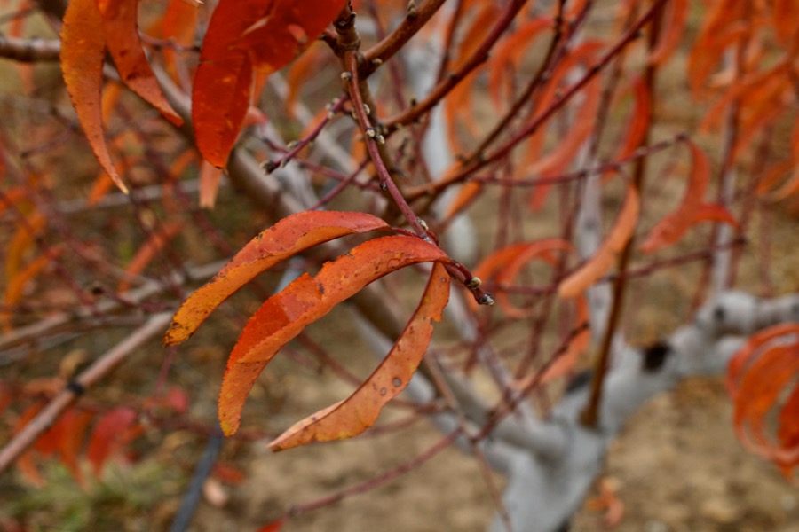 husbandry in harvest41