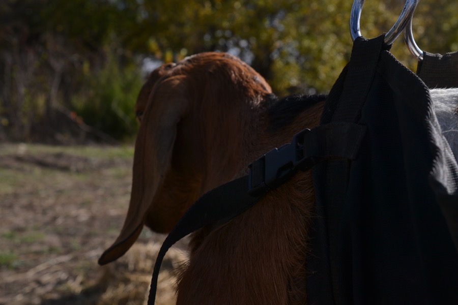 husbandry in harvest46