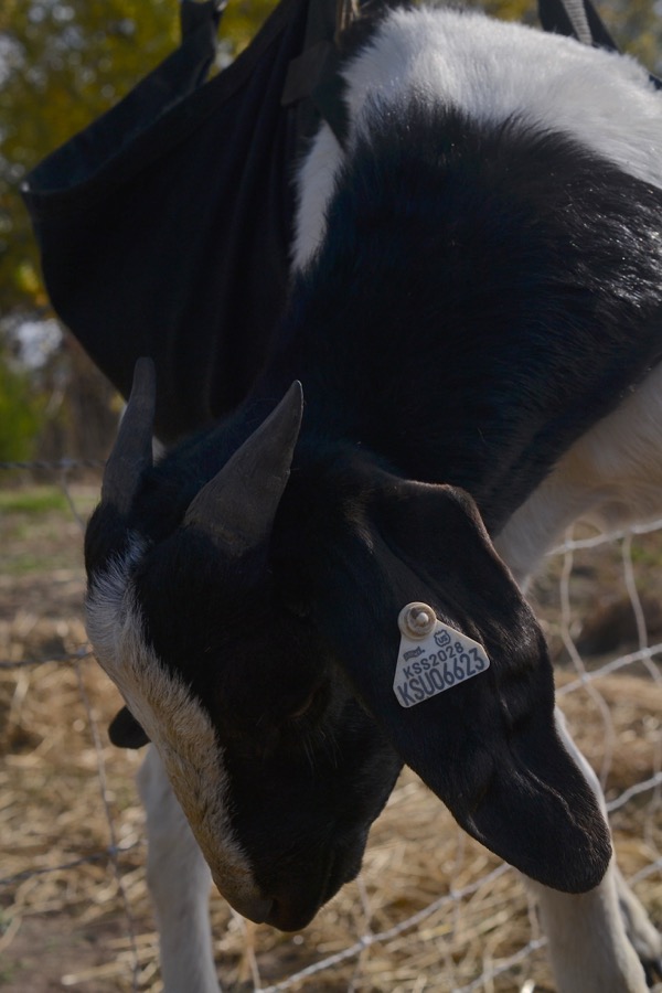 husbandry in harvest47