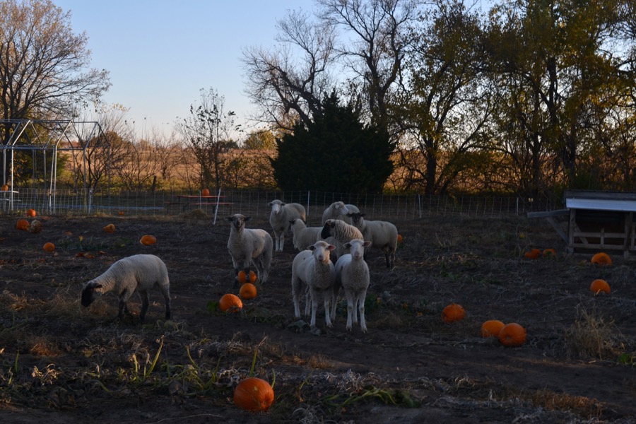 husbandry in harvest48