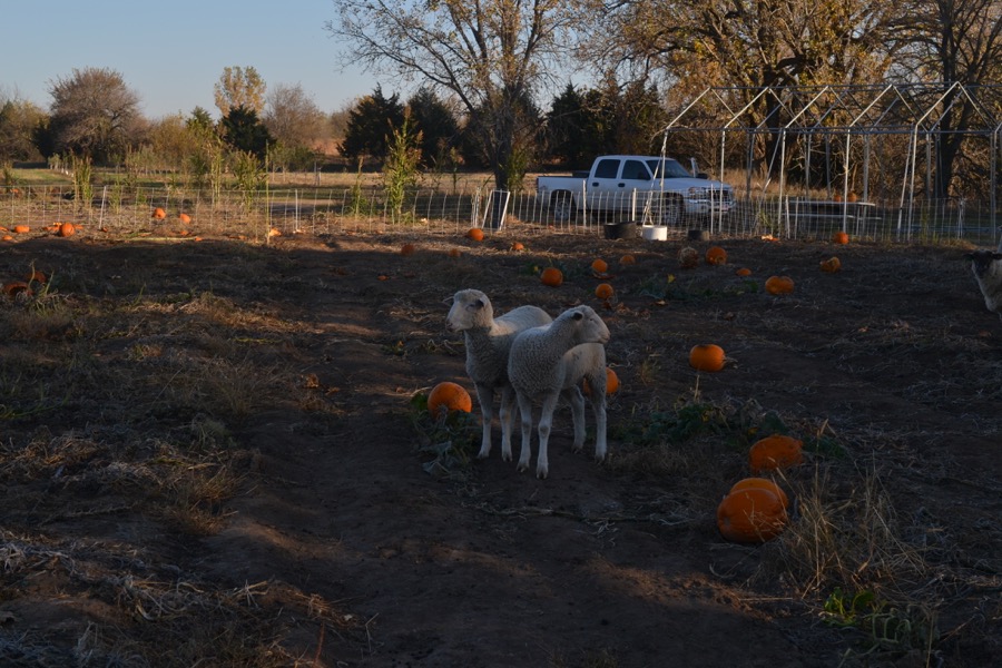 husbandry in harvest49